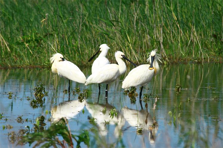 Slika /slike/caplje-zlicarkeplatalea-leucorodia-optimizirano-za-tisak-maja-cuze-denona-arhiva-jupp-vransko-jezero.JPG