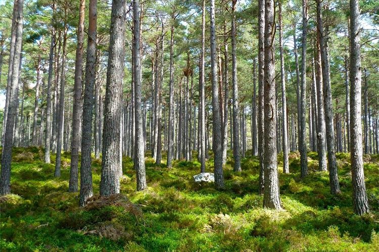 Slika /slike/memorycatcher-forest-272595_1920.jpg